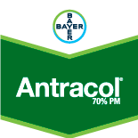 ANTRACOL WP70 - 0